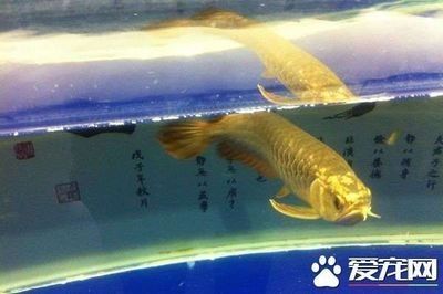 龍魚可以吃小魚嗎怎么喂：龍魚可以吃小魚嗎？