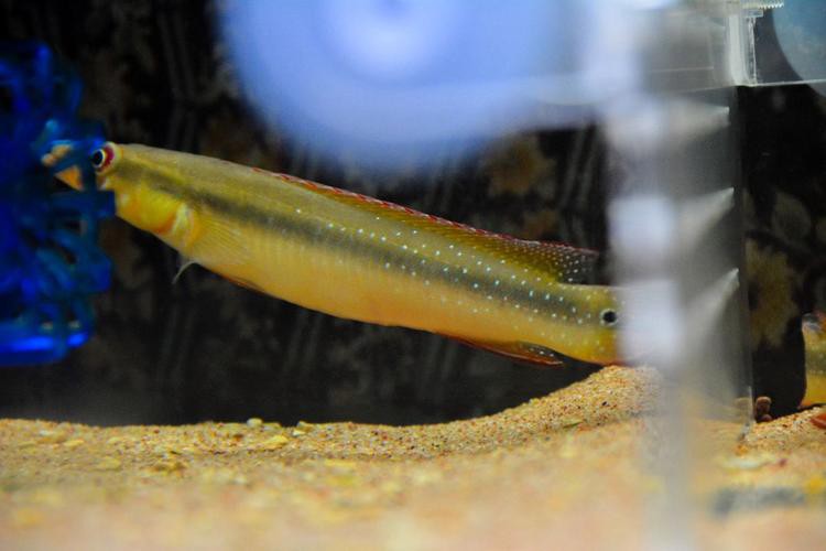 申古一型孔雀龍魚(yú)