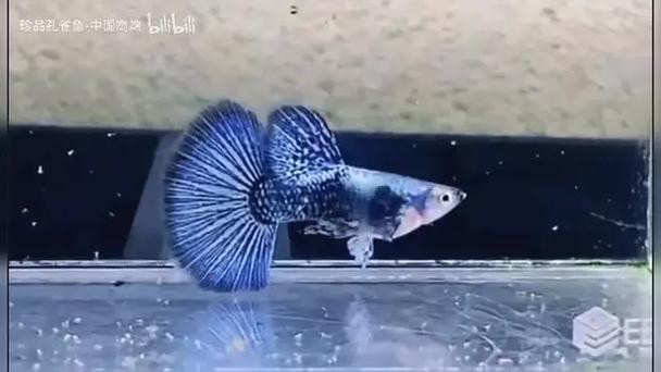 申古一型孔雀龍魚(yú)