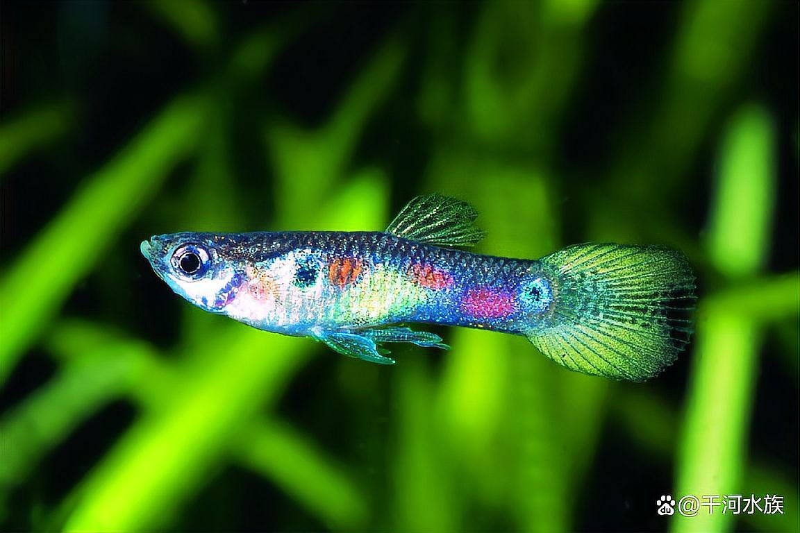 申古一型孔雀龍魚(yú)