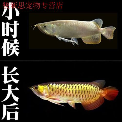 彩蝶mpg養(yǎng)龍魚 彩蝶mpg養(yǎng)龍魚 龍魚百科 第3張