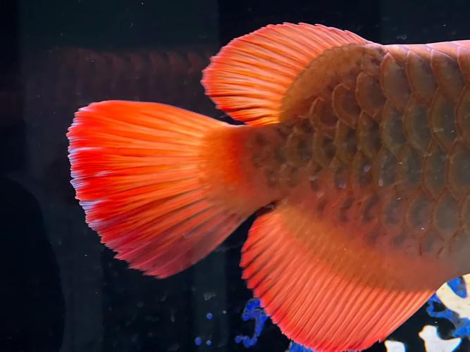 彩蝶mpg養(yǎng)龍魚 彩蝶mpg養(yǎng)龍魚 龍魚百科 第8張