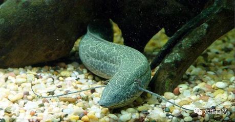 膠怕太陽曬，那它防霉嗎？ 膠怕太陽曬，那它防霉嗎？ 一方水族 第1張