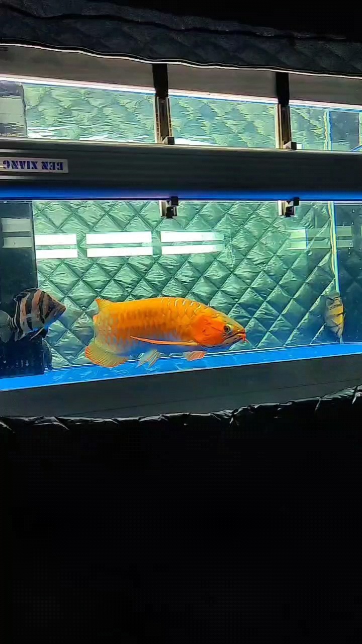 記錄,生活中的點滴、成長的足跡與 龍魚論壇 第1張 記錄,生活中的點滴、成長的足跡與 記錄,生活中的點滴、成長的足跡與 龍魚論壇 第1張