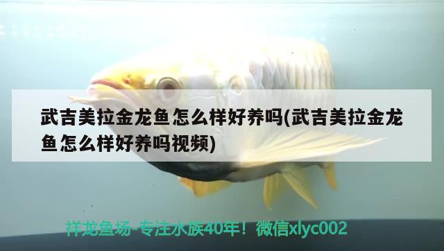 吉美拉金龍魚品相習性全解析，養殖難度