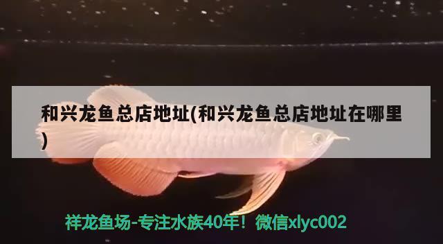 和興龍魚總店地址，探尋