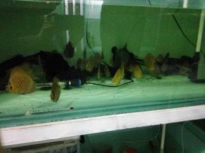 觀賞魚繁殖基地排名榜，實力大比拼，哪家更勝 觀賞魚繁殖基地排名榜，實力大比拼，哪家更勝 廣州孟吉爾 第1張