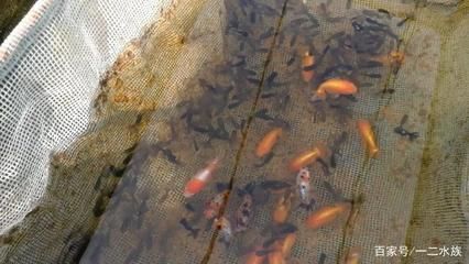 觀賞魚繁殖基地排名榜，實力大比拼，哪家更勝 觀賞魚繁殖基地排名榜，實力大比拼，哪家更勝 廣州孟吉爾 第3張