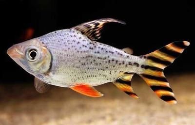 家庭養魚，魚缸選擇與適合家庭魚缸養殖的魚類推薦