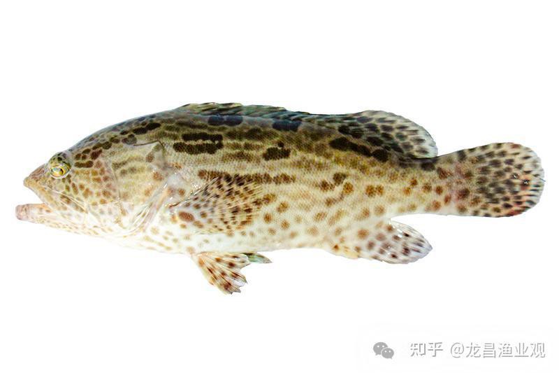 石斑魚圖片大全大圖，浙江畬族石斑唇魚