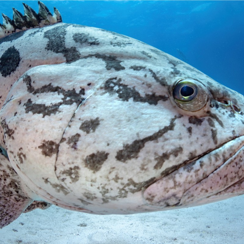 石斑魚圖片大全大圖，浙江畬族石斑唇魚