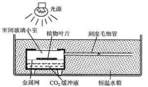 養(yǎng)水草究竟要不要水草泥？ 養(yǎng)水草究竟要不要水草泥？ 廣州孟吉爾 第1張