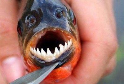 虎魚眼睛擦傷咋辦？ 虎魚眼睛擦傷咋辦？ 虎魚百科 第3張