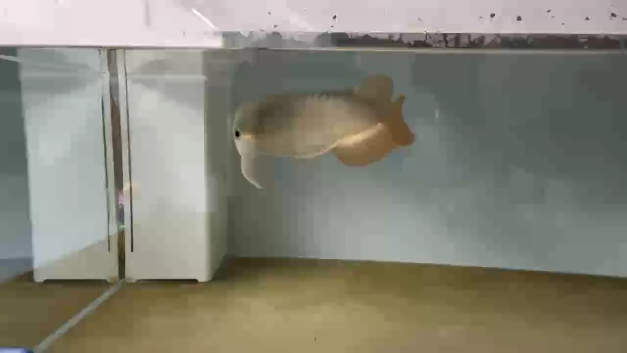 魚缸過濾器選購指南:自制魚缸過濾器魚缸上置過濾器對于養魚愛好者的必備知識 你也來一段吧,我也很喜歡升仔這一副模樣! 龍魚論壇 你也來一段吧,我也很喜歡升仔這一副模樣! 你也來一段吧,我也很喜歡升仔這一副模樣! 龍魚論壇