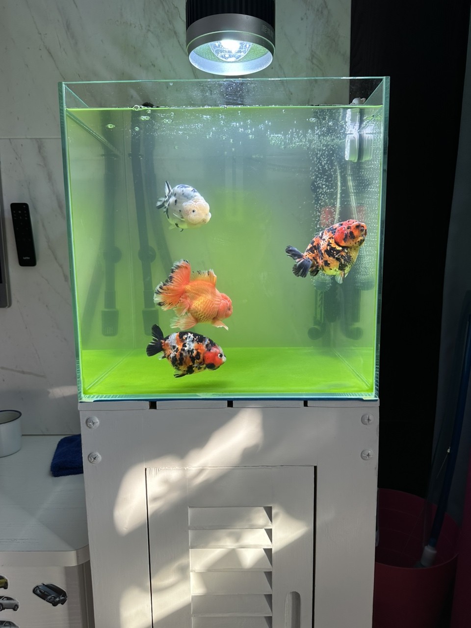 新手，剛一個月不到，怎么感覺水好像有問題 新手，剛一個月不到，怎么感覺水好像有問題 龍魚論壇 第2張