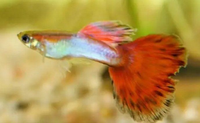 孔雀魚和紅箭魚雜交后代，孔雀魚與紅箭魚同屬花鳉科，因親緣關(guān)系近且生活習(xí)性相似 孔雀魚和紅箭魚雜交后代，孔雀魚與紅箭魚同屬花鳉科，因親緣關(guān)系近且生活習(xí)性相似 龍魚百科 第3張