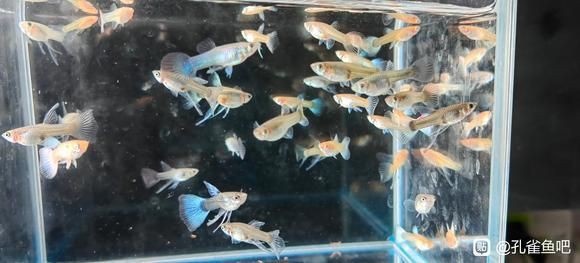 孔雀魚和紅箭魚雜交后代，孔雀魚與紅箭魚同屬花鳉科，因親緣關(guān)系近且生活習(xí)性相似 孔雀魚和紅箭魚雜交后代，孔雀魚與紅箭魚同屬花鳉科，因親緣關(guān)系近且生活習(xí)性相似 龍魚百科 第6張