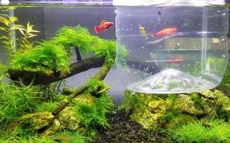孔雀魚和紅箭魚雜交后代，孔雀魚與紅箭魚同屬花鳉科，因親緣關(guān)系近且生活習(xí)性相似 孔雀魚和紅箭魚雜交后代，孔雀魚與紅箭魚同屬花鳉科，因親緣關(guān)系近且生活習(xí)性相似 龍魚百科 第2張
