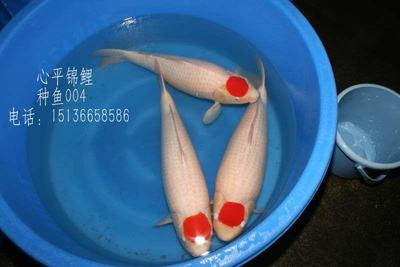 海水魚缸定制價格及圖片視頻 海水魚缸新手攻略