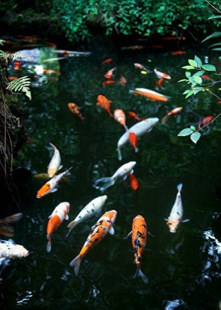 什么屬相不適合養魚，什么屬相的人不適合養魚 什么屬相不適合養魚，什么屬相的人不適合養魚 龍魚論壇 第6張