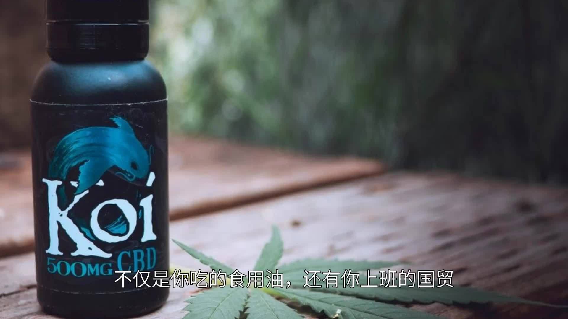 林園看好金龍魚的原因，林園投資金龍魚的核心邏輯