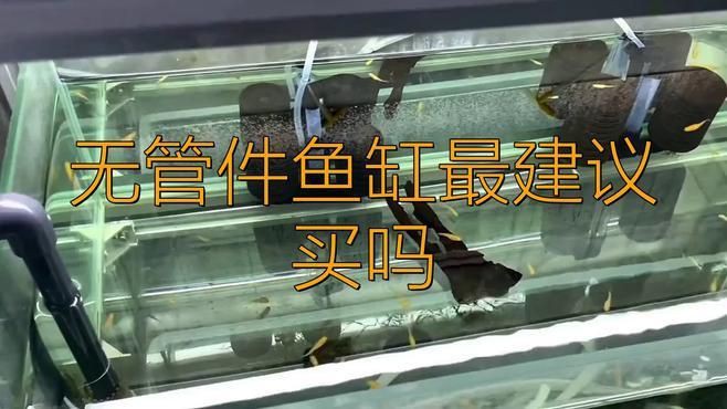 無管件魚缸最建議買嗎，無管件魚缸是否最建議購買