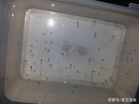 大同賣魚缸的地方電話多少 山西大同哪有定制魚缸的?