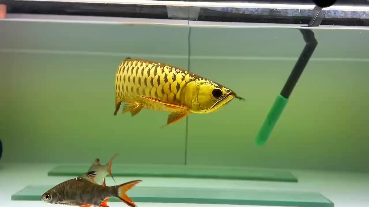 記錄一下這條迷彩 記錄一下這條迷彩 龍魚論壇 第1張