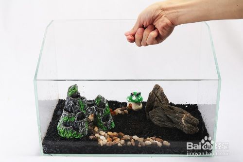 龍魚嘴爛了用什么藥最好使 龍魚嘴唇爛 龍魚嘴爛了用什么藥最好使 龍魚嘴唇爛 創寧水族 第1張