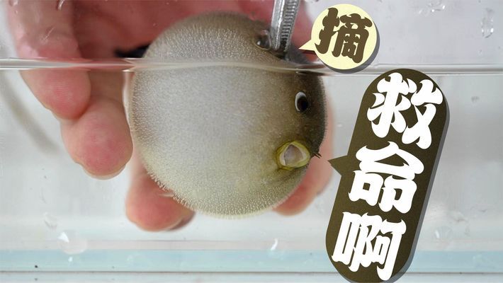 龍魚(yú)飼養(yǎng)方法及注意事項(xiàng)視頻教程全集：龍魚(yú)飼養(yǎng)方法及注意事項(xiàng)視頻教程，開(kāi)啟龍魚(yú)健康養(yǎng)殖之旅