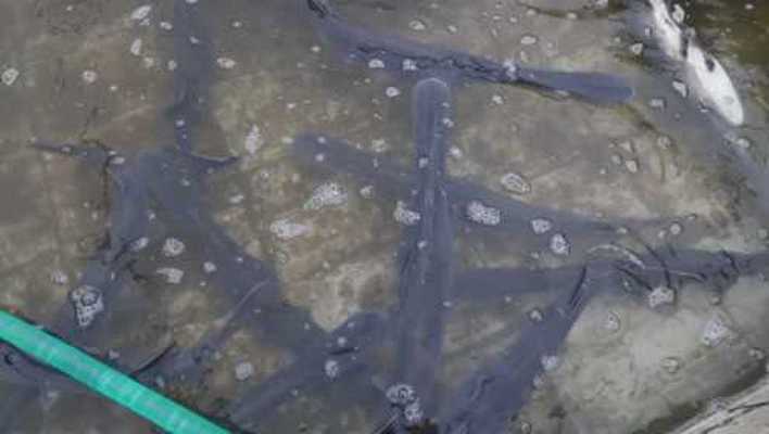 老魚匠造浪泵安裝位置(老魚匠造浪泵夜間模式)