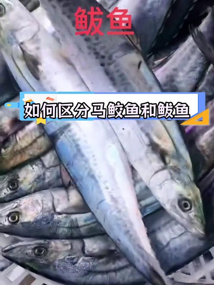 馬鮫魚和鲅魚的區(qū)別，馬鮫魚與鲅魚有什么關(guān)系您要的答案來了