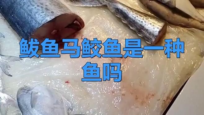 馬鮫魚和鲅魚的區(qū)別，馬鮫魚與鲅魚有什么關(guān)系您要的答案來了