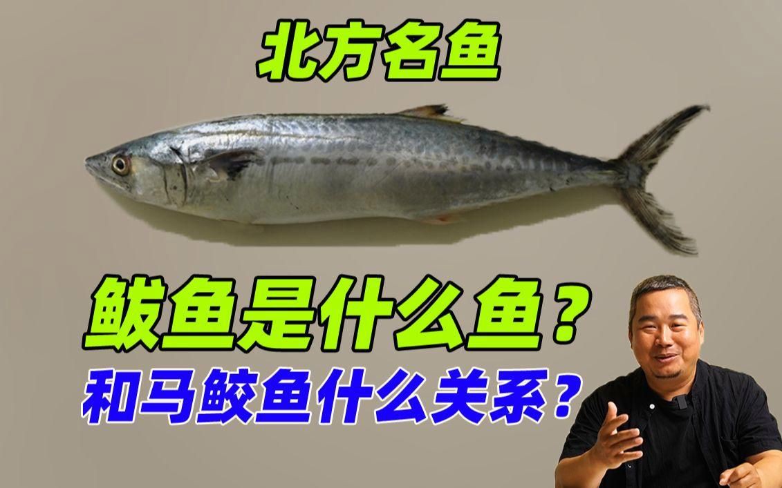 馬鮫魚和鲅魚的區(qū)別，馬鮫魚與鲅魚有什么關(guān)系您要的答案來了