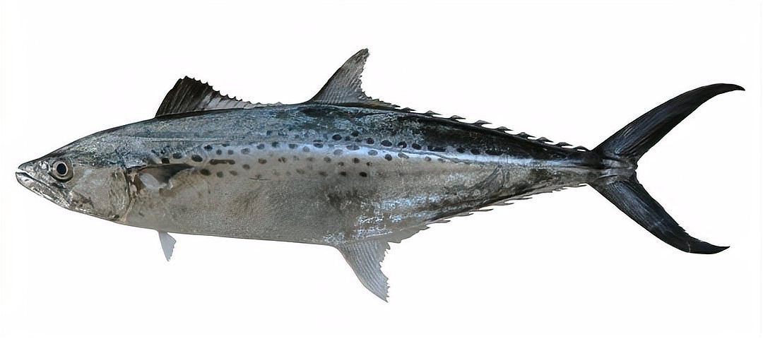 馬鮫魚和鲅魚的區(qū)別，馬鮫魚與鲅魚有什么關(guān)系您要的答案來了