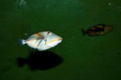 彩蝶魚缸水位調節方法( 彩蝶魚缸怎么換水) 一方水族 第2張 彩蝶魚缸水位調節方法( 彩蝶魚缸怎么換水) 彩蝶魚缸水位調節方法( 彩蝶魚缸怎么換水) 一方水族 第2張