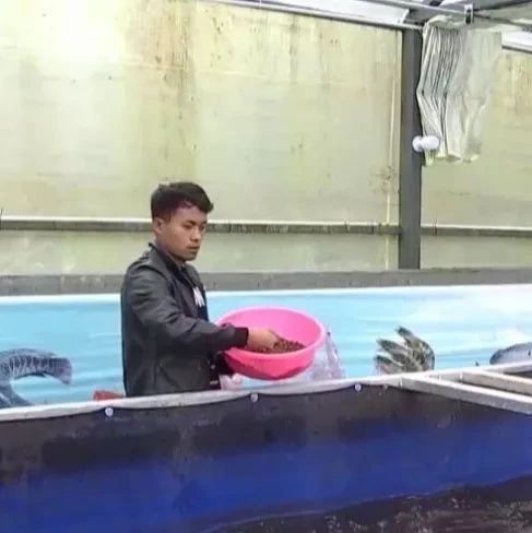 林芝龍魚店，林芝地區有賣龍魚的嗎