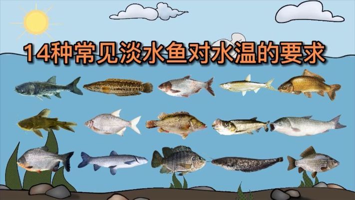 龍魚身上有白色絮狀物圖片大全：龍魚身上白色絮狀物之謎，探尋背后的真相與應(yīng)對之策
