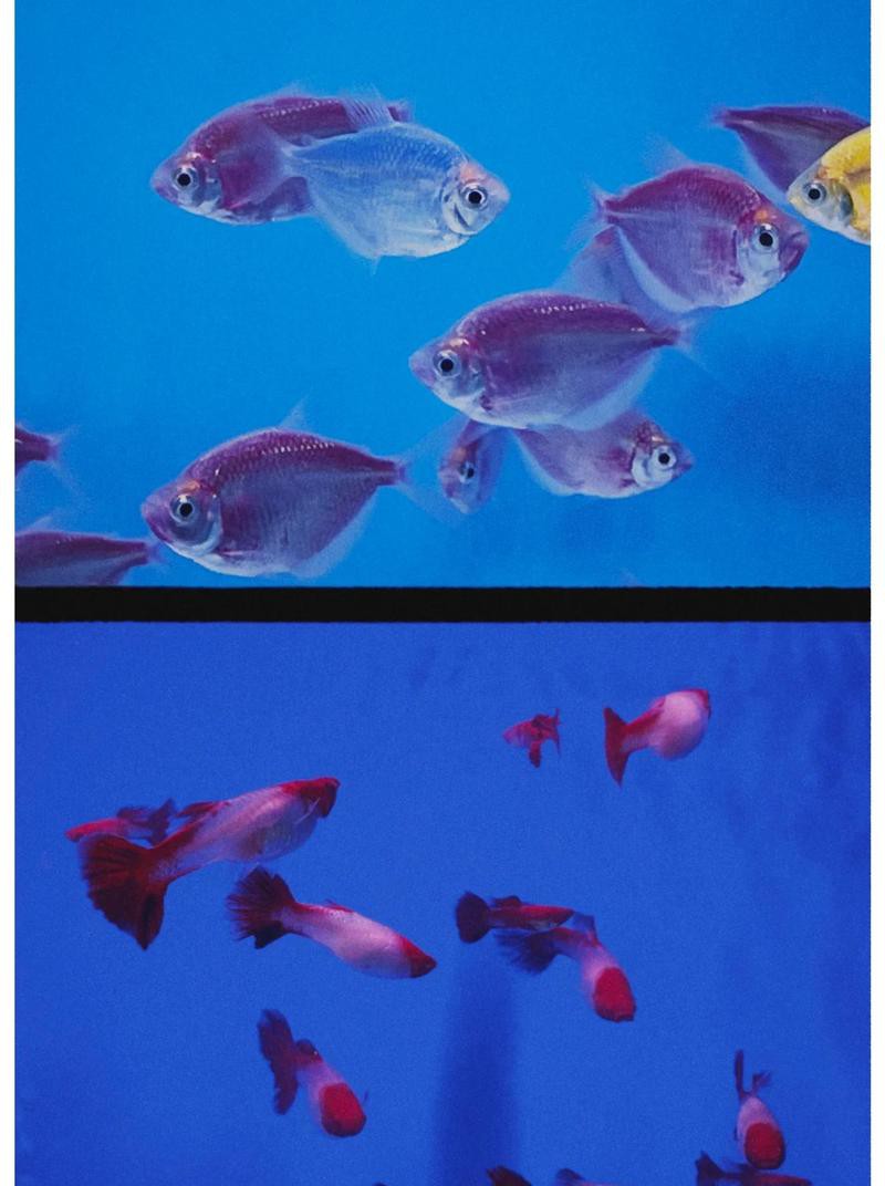 左貢水族店，左貢縣周邊有哪些水族店