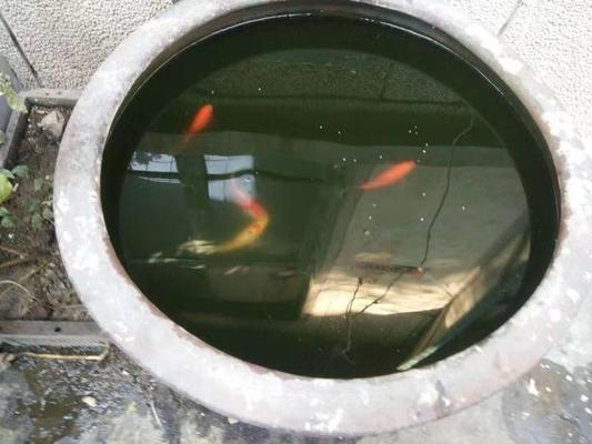 水中有青苔是什么原因（水里起青苔的原因）