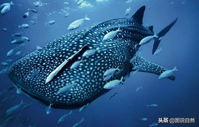 博特水泵和博特水泵哪個好，，博特水泵、仟湖和博特水泵哪個好 博特水泵和博特水泵哪個好，，博特水泵、仟湖和博特水泵哪個好 仟湖 第2張