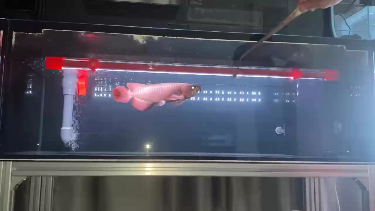魚缸用增氧泵價格是多少:魚缸增氧機-xtrac增氧機-xtrac增氧機 通過喂食調理狀態 龍魚論壇 通過喂食調理狀態 通過喂食調理狀態 龍魚論壇