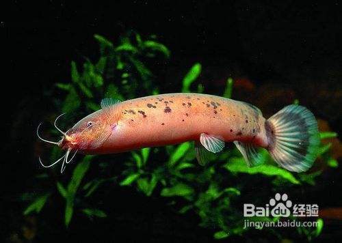 金龍魚(yú)活餌與人工飼料對(duì)比：金龍魚(yú)喂活餌與人工飼料的對(duì)比