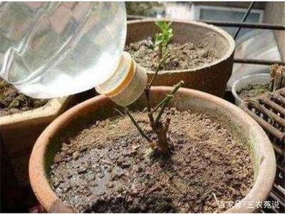 品相最好的金龍魚品種(金龍魚什么品相最好) 元寶鳳凰魚百科 第1張 品相最好的金龍魚品種(金龍魚什么品相最好) 品相最好的金龍魚品種(金龍魚什么品相最好) 元寶鳳凰魚百科 第1張