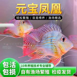 元寶鳳凰魚的疾病預防，元寶鳳凰魚水質管理技巧元寶鳳凰魚水質管理技巧 元寶鳳凰魚的疾病預防，元寶鳳凰魚水質管理技巧元寶鳳凰魚水質管理技巧 元寶鳳凰魚百科 第4張