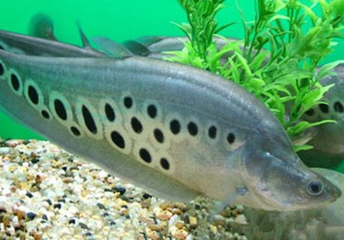 秦皇島魚缸水族用品批發市場在哪里 秦皇島魚缸水族用品批發市場在哪里啊 老魚匠 第1張 秦皇島魚缸水族用品批發市場在哪里 秦皇島魚缸水族用品批發市場在哪里啊 秦皇島魚缸水族用品批發市場在哪里 秦皇島魚缸水族用品批發市場在哪里啊 老魚匠 第1張