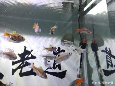 觀賞魚那些好養（觀賞魚的養護技巧） 觀賞魚那些好養（觀賞魚的養護技巧） 伊罕水族 第1張