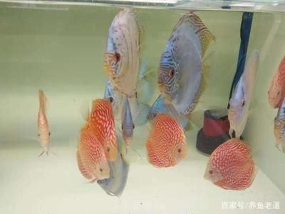 觀賞魚那些好養（觀賞魚的養護技巧） 觀賞魚那些好養（觀賞魚的養護技巧） 伊罕水族 第3張