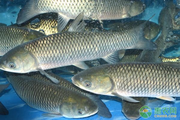 魚(yú)缸去黃水最有效的方法是什么 魚(yú)缸去黃水的使用方法 速倍妥 第2張 魚(yú)缸去黃水最有效的方法是什么 魚(yú)缸去黃水的使用方法 魚(yú)缸去黃水最有效的方法是什么 魚(yú)缸去黃水的使用方法 速倍妥 第2張