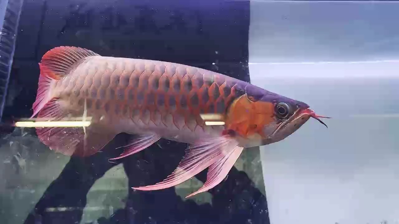 這胸鰭敢不敢撩一下？